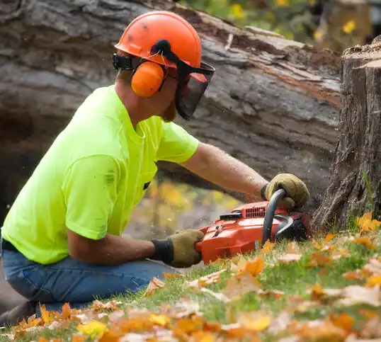 tree services Woods Hole